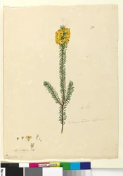 Sida 73. Dillwynia rubis?, c.1803-06 (wc, penna, bläck och penna)