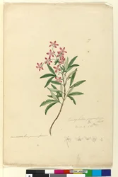 Sida 77. Ceratopetalum gummiferum, c.1803-06 (wc, penna, bläck och penna)