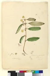 Sida 81. Callicoma serratifolia, c.1803-06 (wc, penna, bläck och penna)