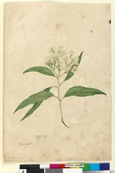Sida 84. Eucalyptus paniculata, c.1803-06 (wc, penna, bläck och penna)