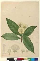 Sida 85. Angophora intermedia, c.1803-06 (wc, penna, bläck och penna)