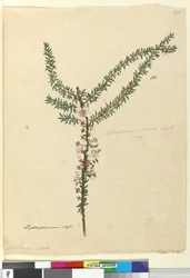 Sida 86. Leptospermum scoparium, c.1803-06 (wc, penna, bläck och penna)