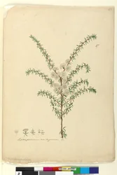 Sida 87. Leptospermum ambiguum, c.1803-06 (wc, penna, bläck och penna)