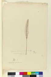Sida 8. Imperata arundinacea syn. Saccharum cylindricum, c.1803-06 (wc, penna, bläck och penna)
