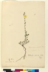 Sida 93. Hibbertia stricta, c.1803-06 (wc, penna, bläck och penna)