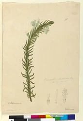 Sida 98. Chloanthes stoechadis, c.1803-06 (wc, penna, bläck och penna)