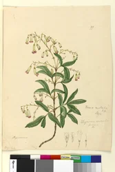 Sida 99. Bignonia australisPandorea pandorana, c.1803-06 (wc, penna, bläck och penna)