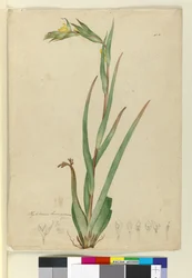 l. Phylidrum lanuginosum, c.1803-06 (wc, penna, bläck och penna)
