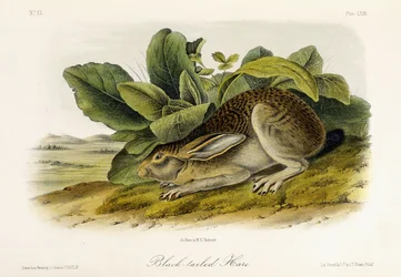 Svartsvansad hare, ca 1849-1854