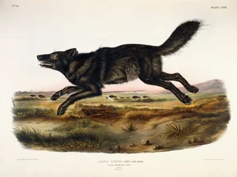Svart amerikansk varg, hane, 1845