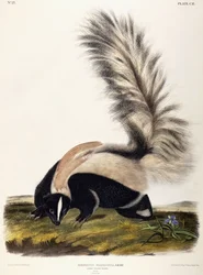 Långsvansad skunk, 1846