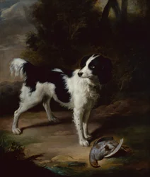 En svartvit springer spaniel med en död rapphöna i ett landskap