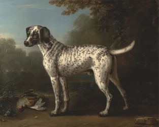 En gråfläckig hund