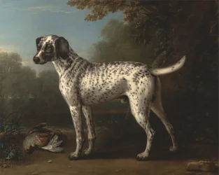 En gråfläckig hund