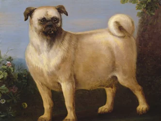 En mops i ett landskap