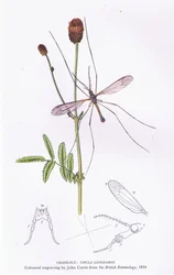 Crane Fly, Nature in Britain publicerad av Collins, 1946