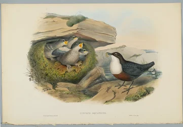 Cinclus Aquaticus - Water Ousel eller Dipper, graverad av H. C. Richter
