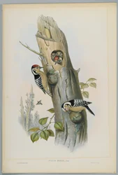 Picus Minor - mindre hackspett, graverad av H. C. Richter