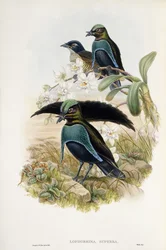 Superb Bird of Paradise (Lophorina Superba)