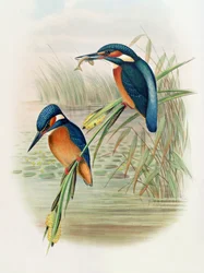 Alcedo Ispida, plansch ur The Birds of Great Britain av John Gould, utgiven 1862-73