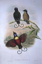 Wilsons Phyllodes Respublica - Paradisfågel