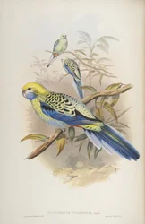 Platycerus cyanogenus, från The Birds of Australia av John Gould, 1840