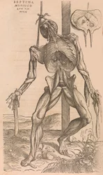 De humani corporis fabrica Of the Structure of the Human Body, 1555.