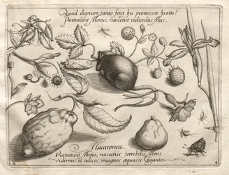 Arketyper och studier: Vad kan dyka upp i enlighet med ett sådant kavernöst löfte, 1592.