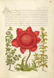 Basilika Timjan, Vallmo Anemone och Myrten