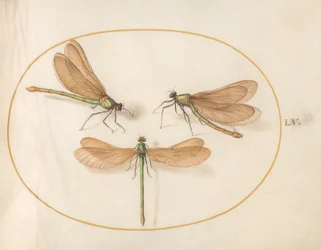 Dragonfly, ca 1575-80