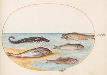 Fisk, ca 1575-80