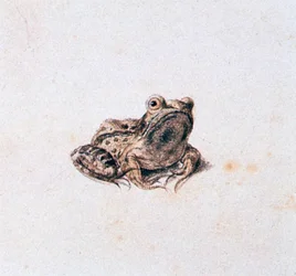 Grön groda, 1500-talet