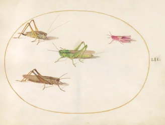 Insekter, ca 1575-80