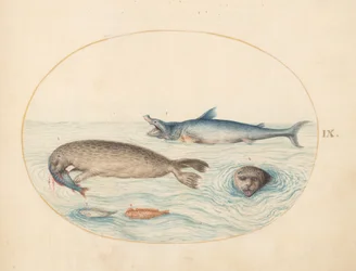 Marina varelser, ca 1575-80
