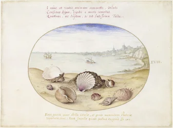 Snäckor och vy över Cádiz, plansch LVIII