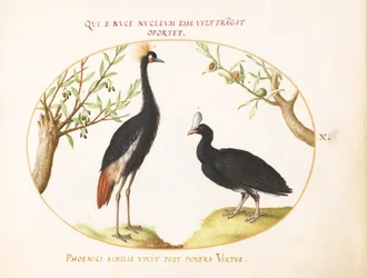 Plåt 10: Grå krönt kran och hjälmförsedd Curassow