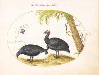 Tallrik 11: Par pärlhöns med palmträd och fritillaria
