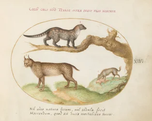 Plåt 14: En civet, ett lodjur och en hyena