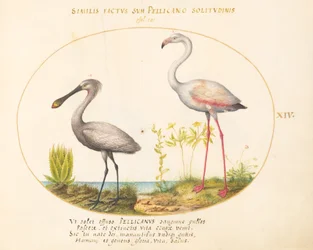 Tallrik 14: Spoonbill Crane and Flamingo