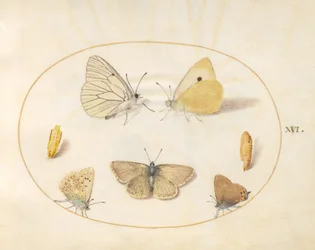 Tallrik 16: Svartådrade vita, grumliga gula, svarta hårstrån(?) och Geranium Argus(?) fjärilar med två krysalider