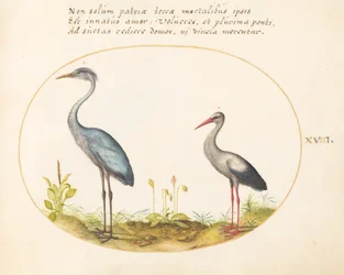 Tallrik 18: Häger och stork