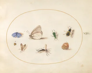 Plansch 19: två fjärilar med fem andra insekter