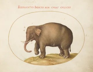 Tallrik 1: Elefant med insekter
