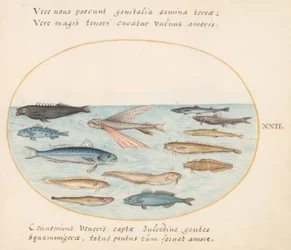 Tallrik 22: Mullet, flygfisk, ål och annan fisk