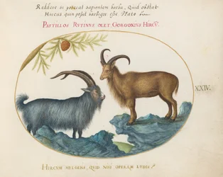 Tallrik 24: En vild get och ett barbarisk får(?)