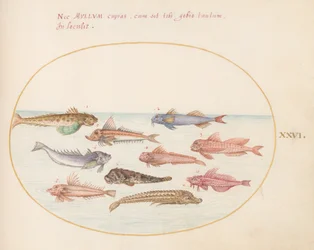 Tallrik 26: Gurnards, Dragonets och Other Fish