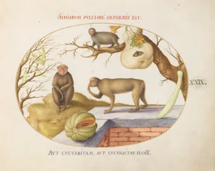 Tallrik 29: Två apor, en "Arctopithecus" (Sloth?) och frukt