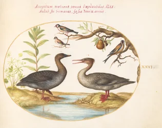 Tavla 31: Anka, Merganser och tre guldfinkar