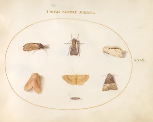Tallrik 31: Seven Moths