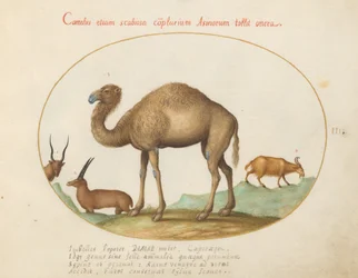 Plåt 3: Kamel, stenbock och get